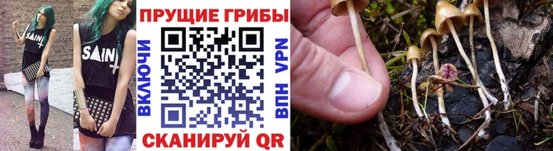 где купить наркоту  Данков  Галлюциногенные грибы MAGIC MUSHROOMS 